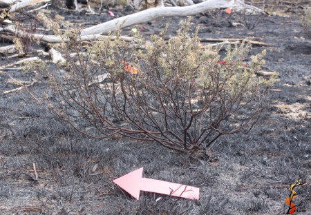 Wildfire Campfire Case