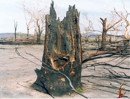 Wildfire Tornado Damage